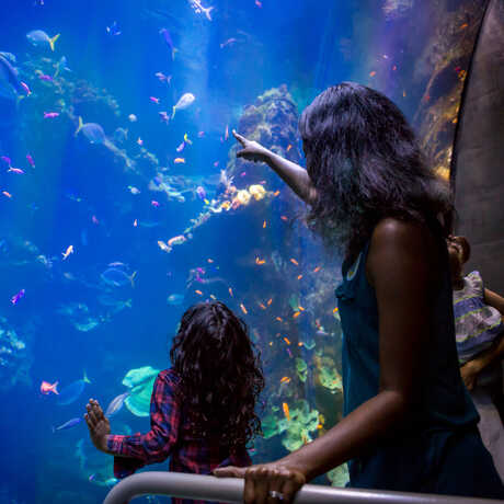 A woman and child in front of the Philippine Coral Reef tank