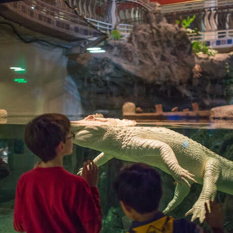 Penguins + Pajamas guest comes face to face with Claude the albino alligator
