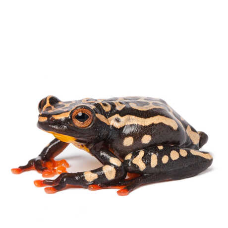Portrait of Riggenbach's reed frog against white background