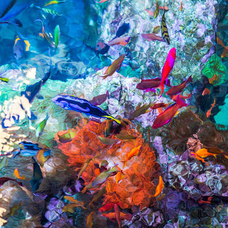 Colorful overhead view of fish swimming in Philippine Coral Reef exhibit