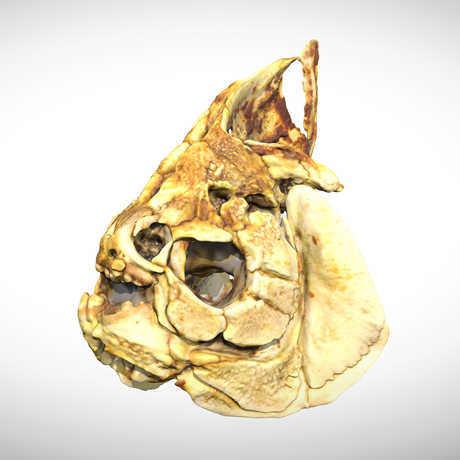 tambaqui skull