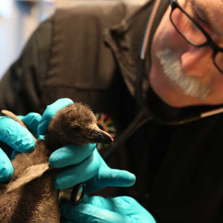 Academy veterinarian Freeland Dunker examines an African penguin chick with a stethoscope