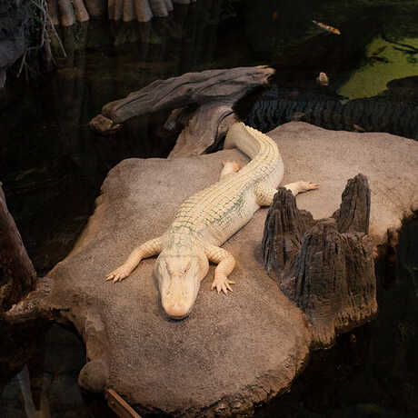 Claude, the Academy's American alligator with albinism, in the swamp exhibit