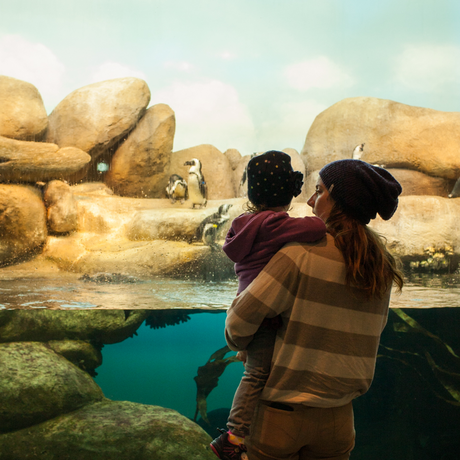 A woman holds a young girl in front of the penguin exhibit