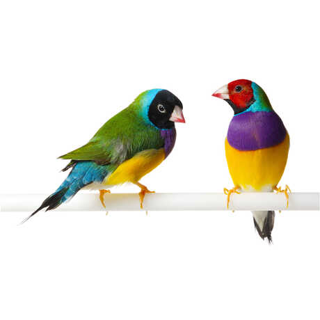 Two colorful Gouldian finches against a white background