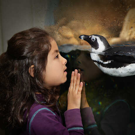 A young girl interacts through the glass with an African penguin in Tusher African Hall.