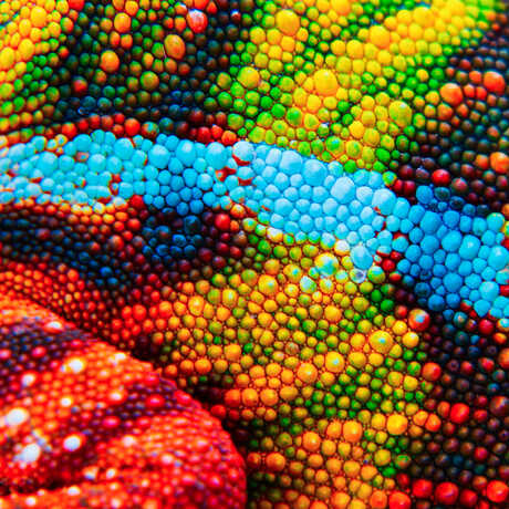 Macro photo of colorful, bumpy chameleon skin