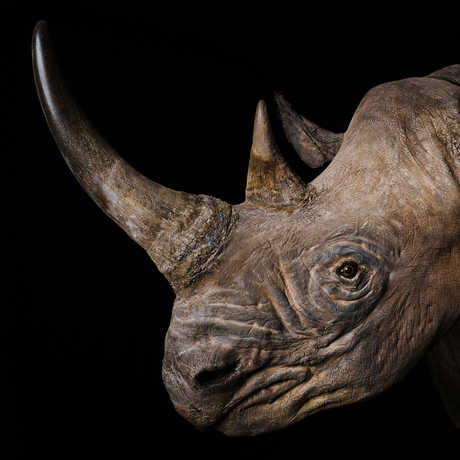 Black rhinoceros specimen with horn against stark black background
