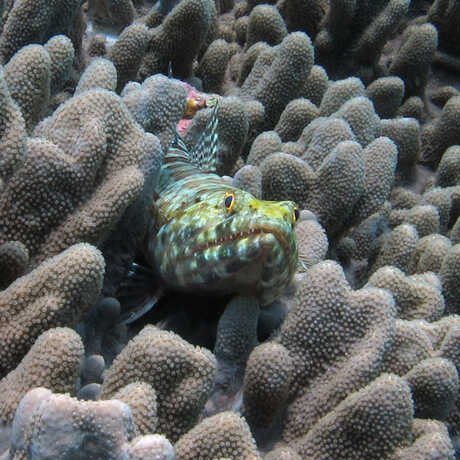 Fierce looking fish stares at the camera from a coral hideout in Zanzibar