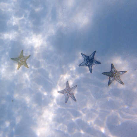 Underwater photo of multicolored sea stars in Zanzibar