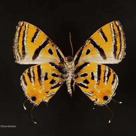 Catapaecilma evansi (Lycaenidae) Philippines