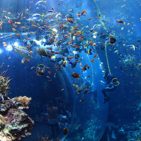 Philippine Coral Reef; Photo: Will Love