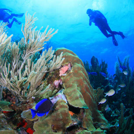 Video: Why Do Corals Bleach? | California Academy Of Sciences