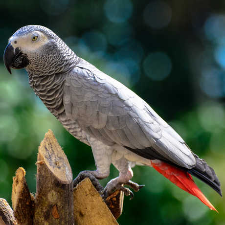 Principe parrot