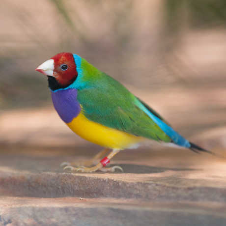 Gouldian finch; Photo © California Academy of Sciences