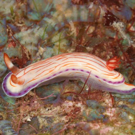 new sea slug
