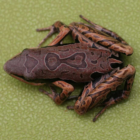 Arthroleptis frog image