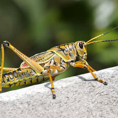 Life Science Activities & Lesson Plans | California Academy Of Sciences