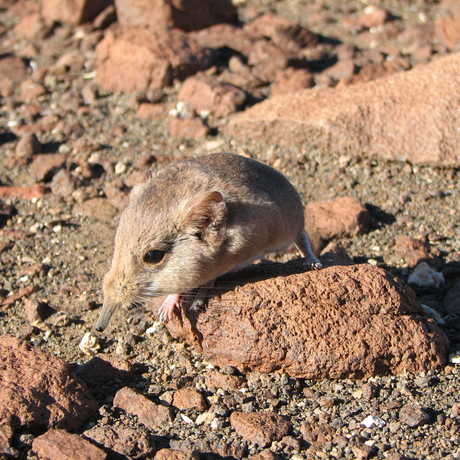 The Etendeka round-eared sengi (Macroscelides micus) from the remote deserts of Namibia.