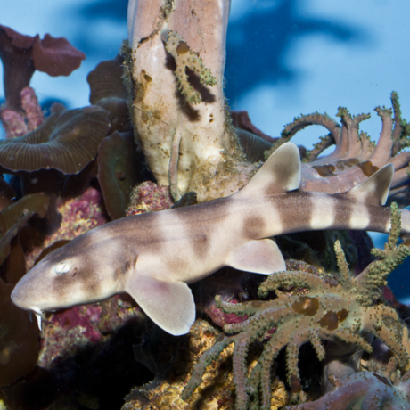 Brownbanded bamboo shark pup in coral lagoon