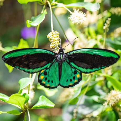 Common Green Birdwing Butterfly 