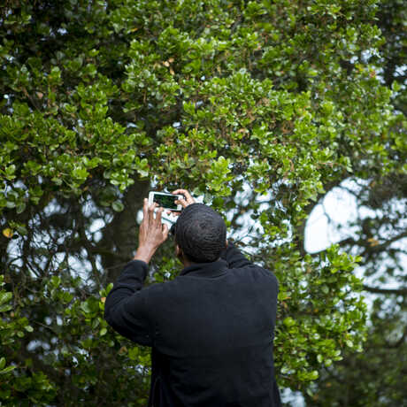 Man taking a photo of a tree with a cell phone
