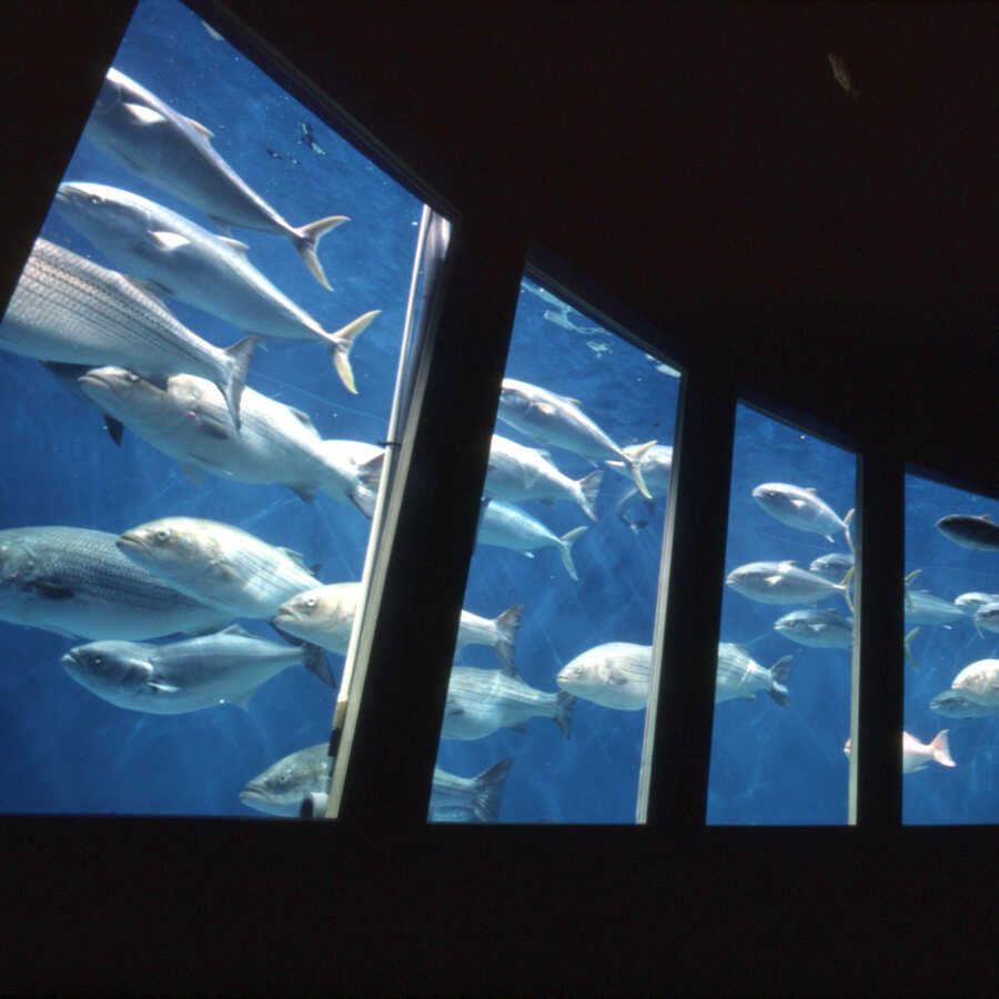 The fish roundabout exhibit at Steinhart Aquarium with free-swimming open-ocean fish