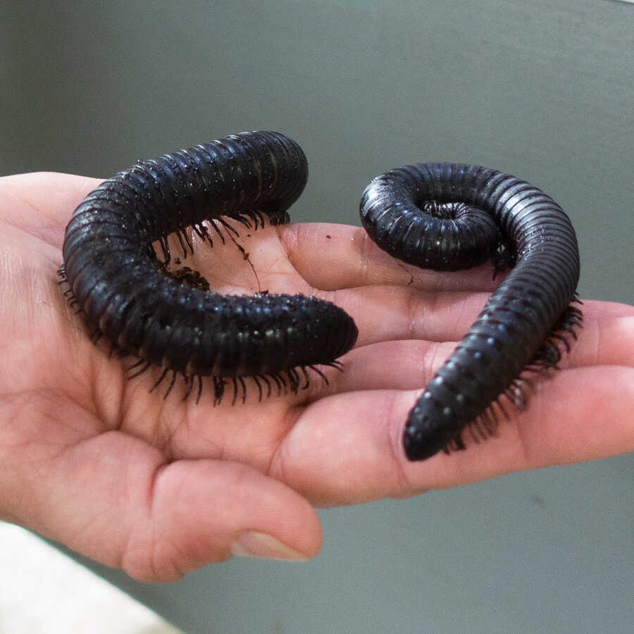 2 giant African millipedes in the hand of an Academy biologist