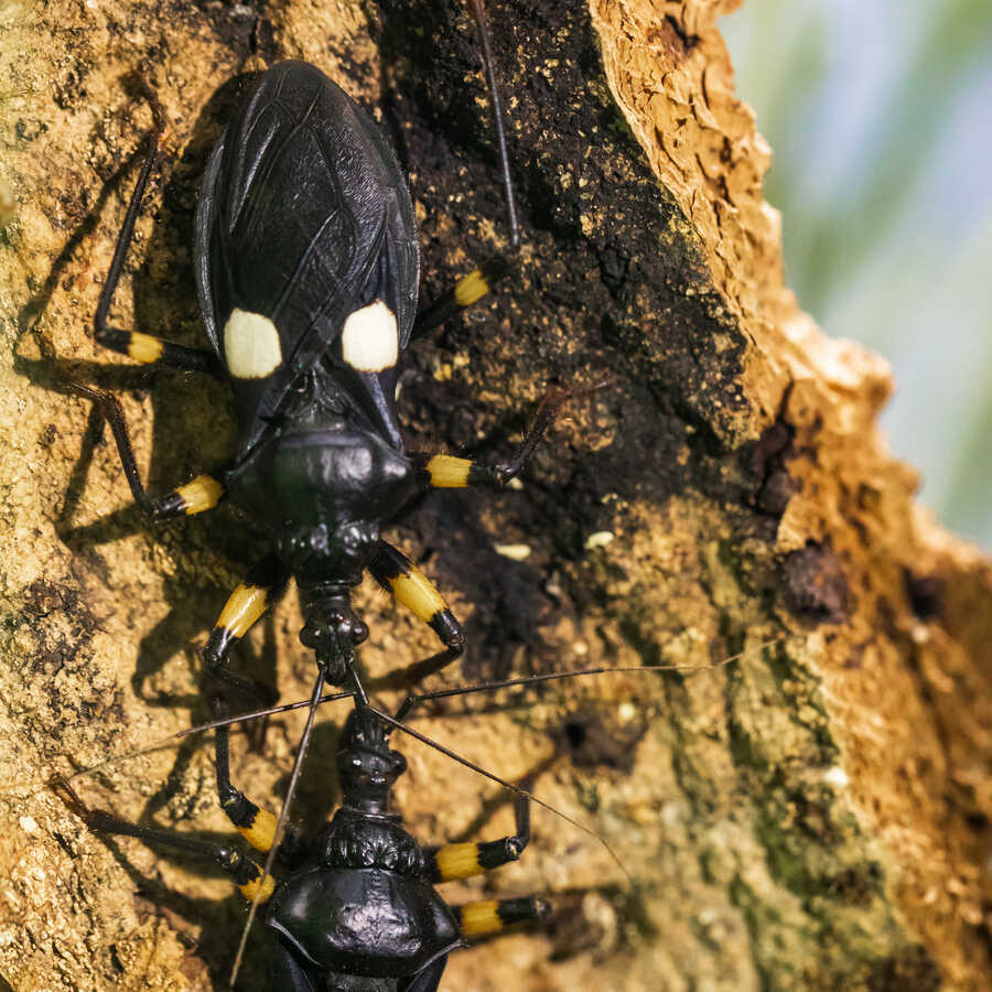 Two white-spot assassin bugs come face to face in Venom exhibit