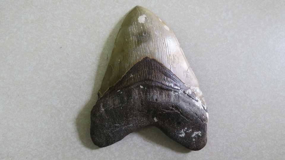 Shark Fossil Tooth