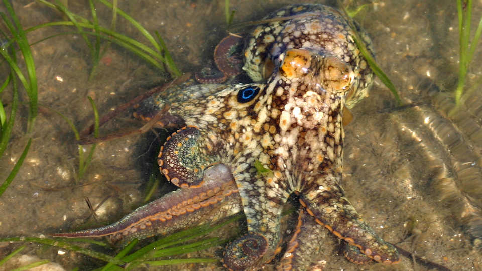 The California two-spot octopus