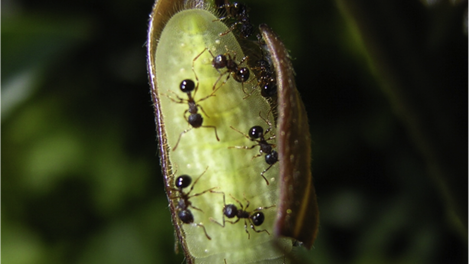 Ants guarding caterpillar