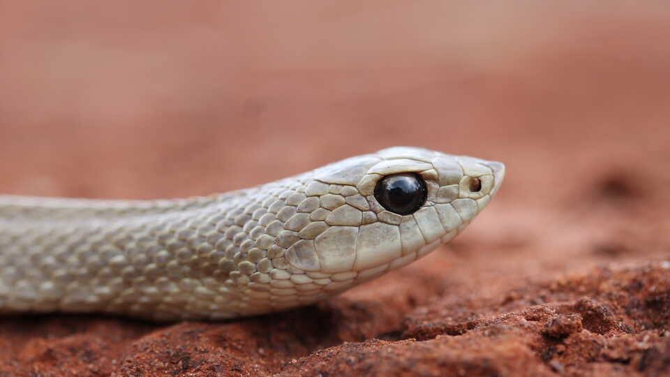 How we tracked the eating habits of snakes in Africa with the help of a  Facebook group