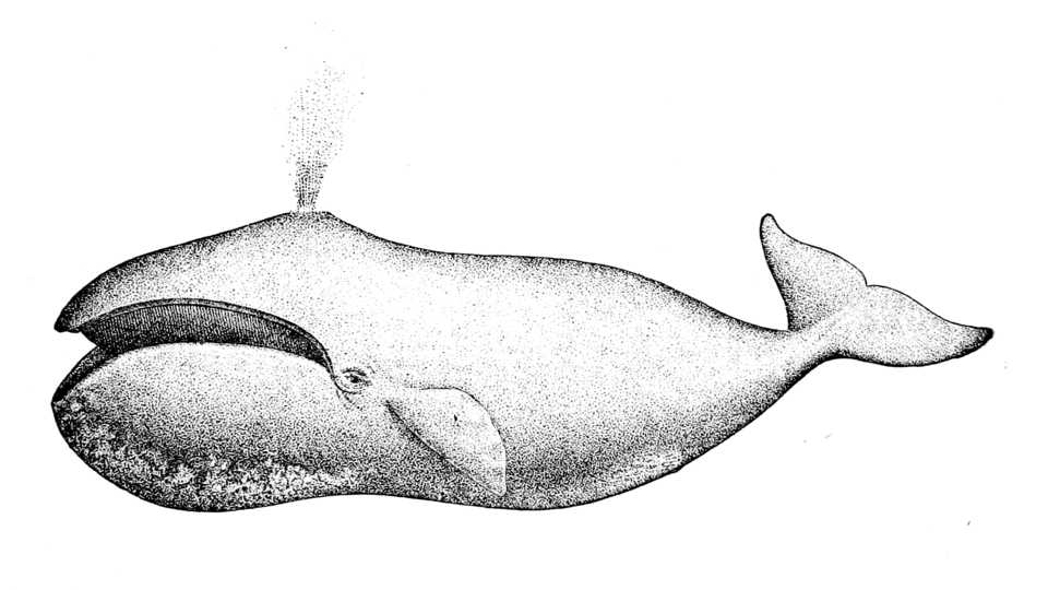 Bowhead whale drawing