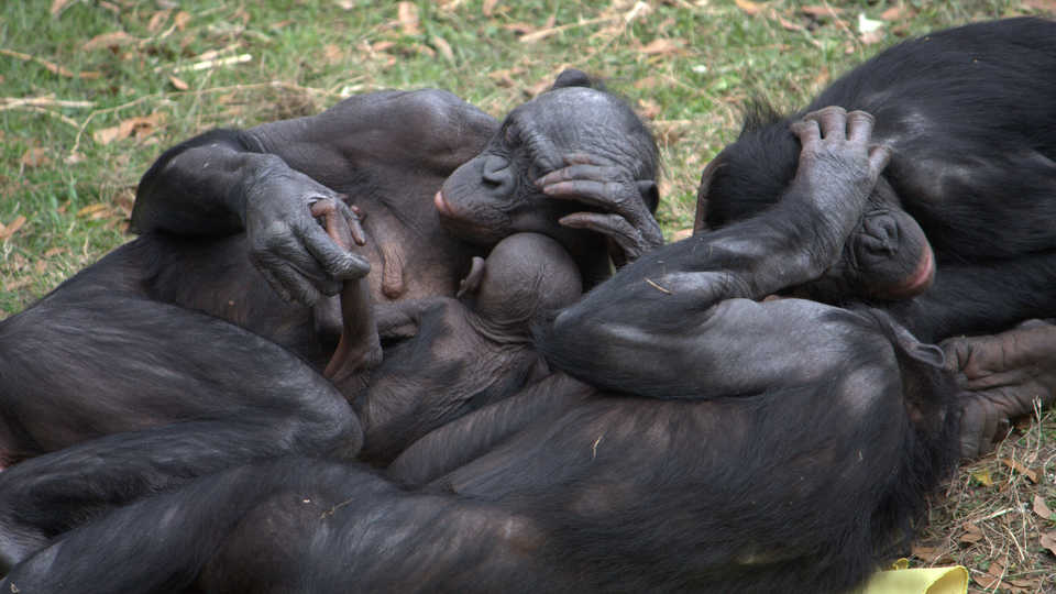 Social Bonobos