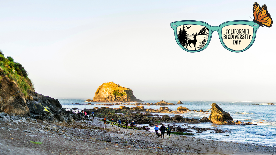 Northern California Coastline, beach and rocks, group walking on the beach, California Biodiversity Day