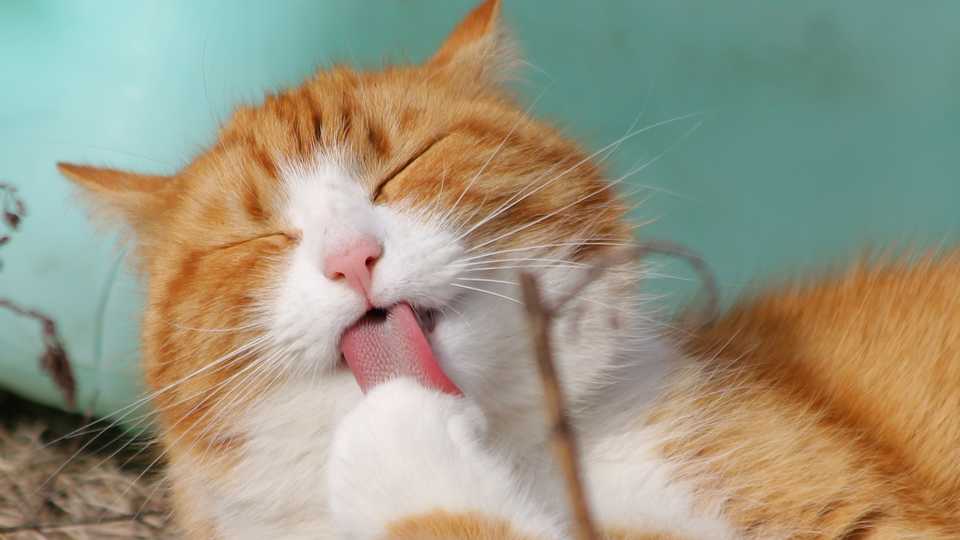 The power of a cat's tongue