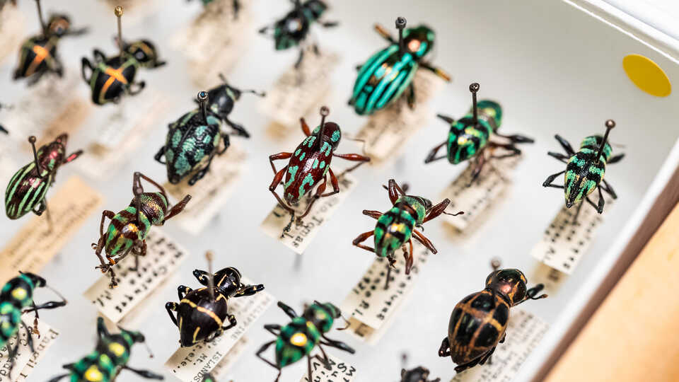 Observe - Le très coloré Pachyrhynchus Weevil, insecte de la famille des  coléoptères 😍 📸 @frankcanon_image_in Observe