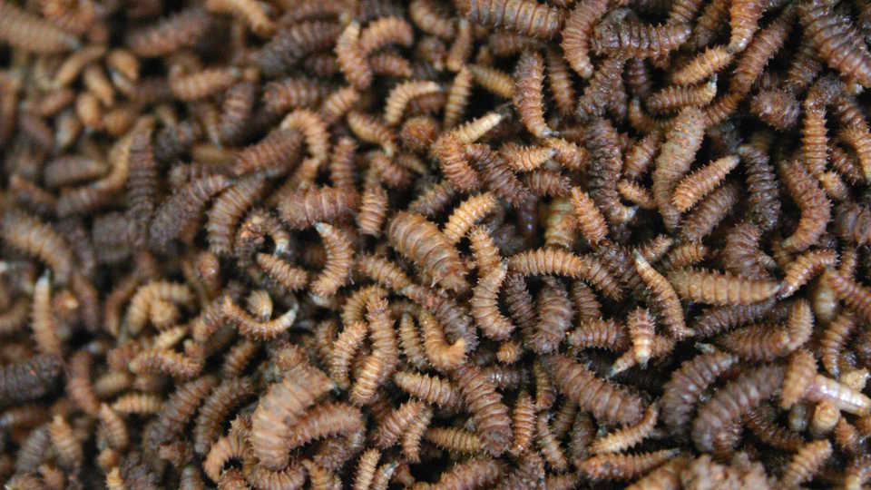 Dinner anyone? Maggots by Paul venter /Wikipedia