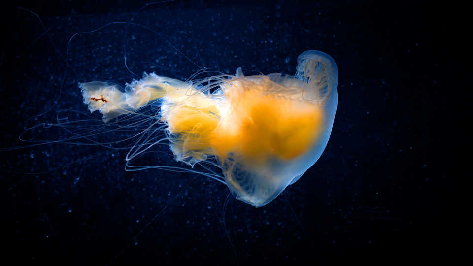 Egg yolk jelly at the California Academy of Sciences