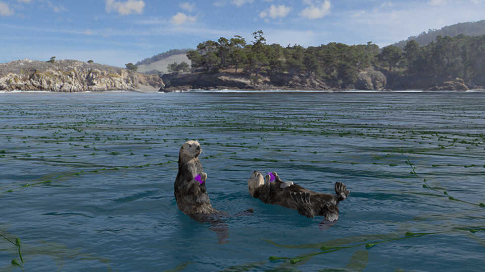 Two sea otters floating in a bay