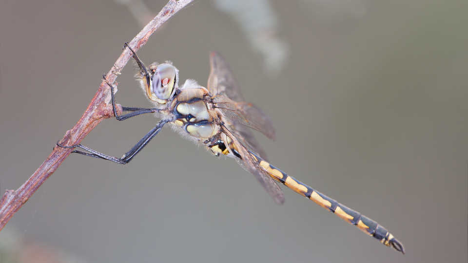 Hemicordulia tau dragonfly by : JJ Harrison