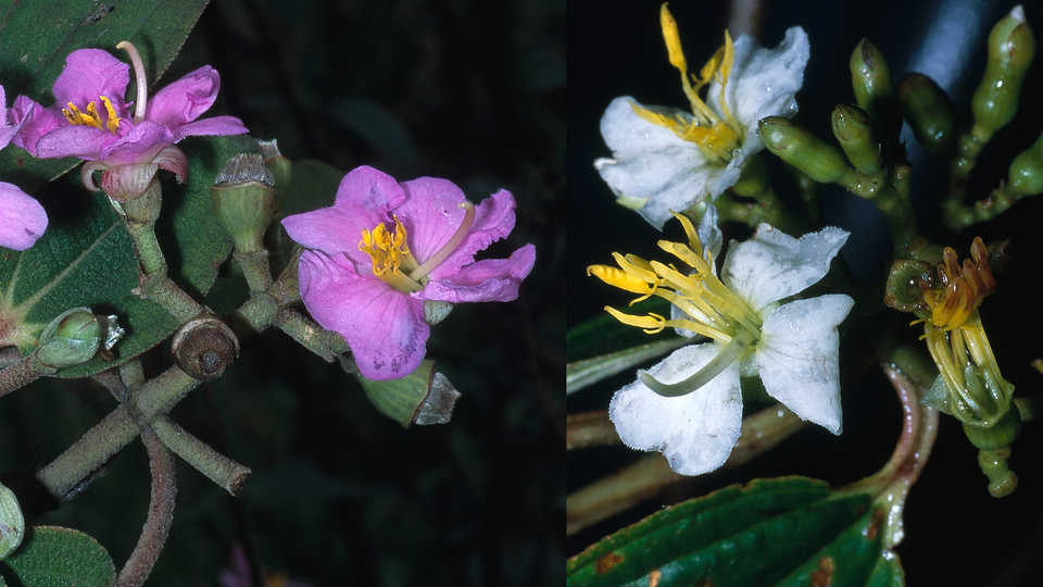 Dionycha bojeri and Amphorocalyx multiflorus
