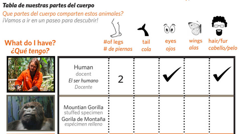 Our Chart of Body Parts student worksheet in English and Spanish