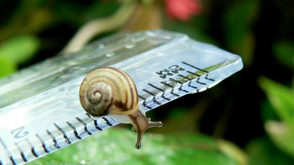 Small garden snail exploring a ruler