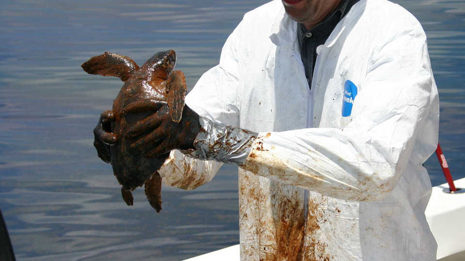 Sea turtle covered in oil