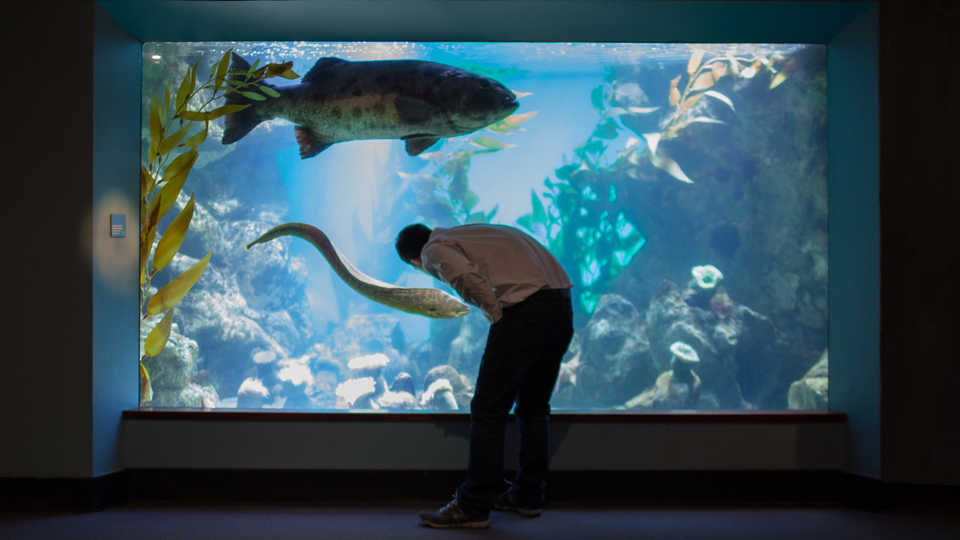 Man looking at large sea bass in Steinhart Aquarium. 