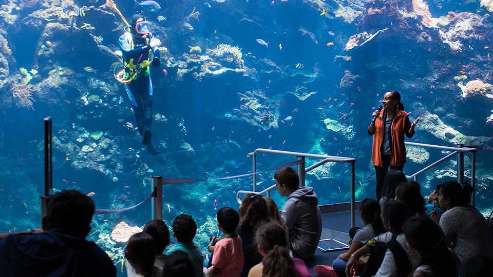 A scuba diver in the Philippine Coral Reef Exhibit during a daily dive show. 