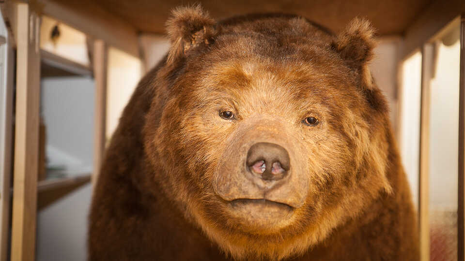 Monarch the Grizzly Bear