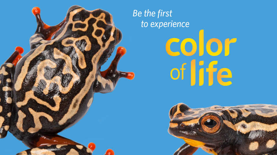 Color of Life Preview on June 11